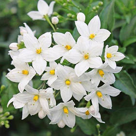 Саджанці Жасмину "Садовий"