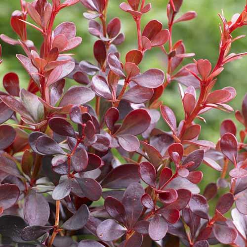 Саджанці барбарису Тунберга Atropurpurea, фото 1