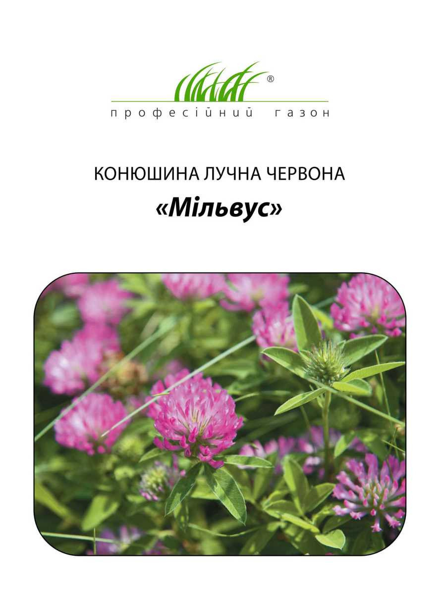 Конюшина декоративний Мильвус 50 г