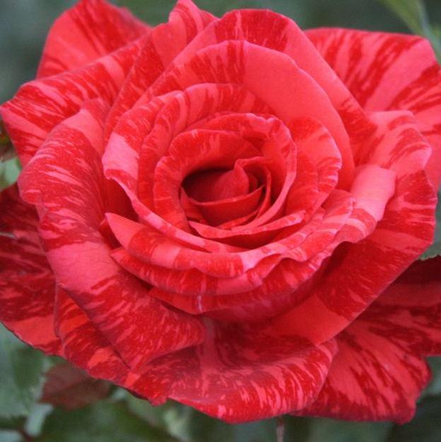 Саджанці чайно-гібридної троянди Ред Інтуішн (Rose Red Intuition)