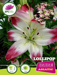 Лілію азійський Lollypop