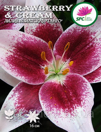 Лілія азійська Strawberry&Cream, фото 1