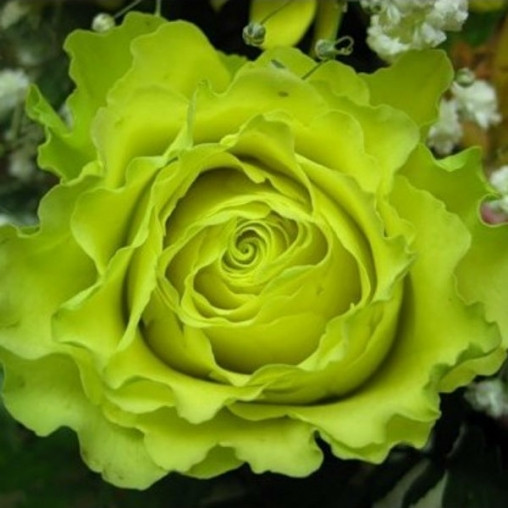 Саджанці чайно-гібридної троянди Супер Грін (Rose Super Green)