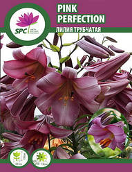 Лілію лонгіфлорум трубчаста Pink Perfection