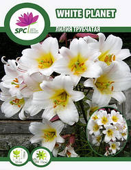 Лілію лонгіфлорум трубчаста White Planet
