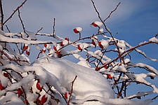 ЛЮБОВ НА ВІДСТАНІ: ЧИ КОРИСНІ РОСЛИНАМ НАШІ ДОТИКИ