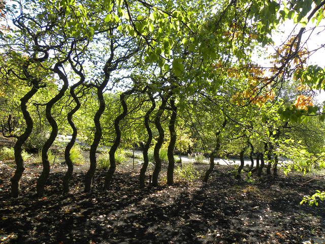 Рослини донецького ботанічного саду