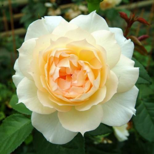 Саджанці чайно-гібридної троянди Чайковський (Rose Tchaikovski), фото 1