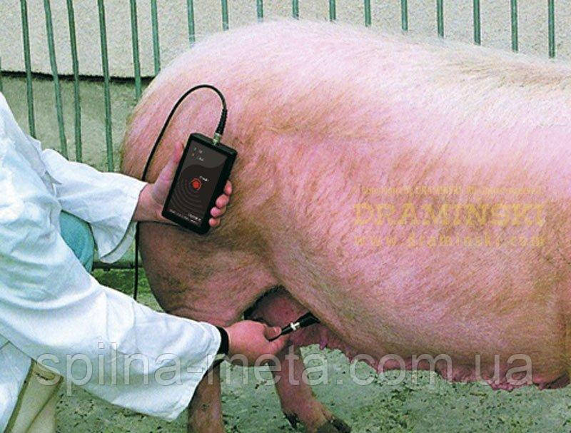 Тестер (детектор) Draminski для визначення супорості свиноматок
