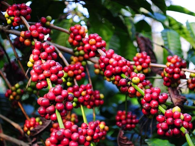 робуста індія черрі натуральний органічний кави