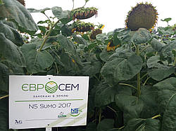 Насіння СУМО 2017 стійкі до посухи і гранстар 50 грам. Гібрид Сумо 2017 стійкий до вовчка п'яти рас і хвороб для Півдня України.