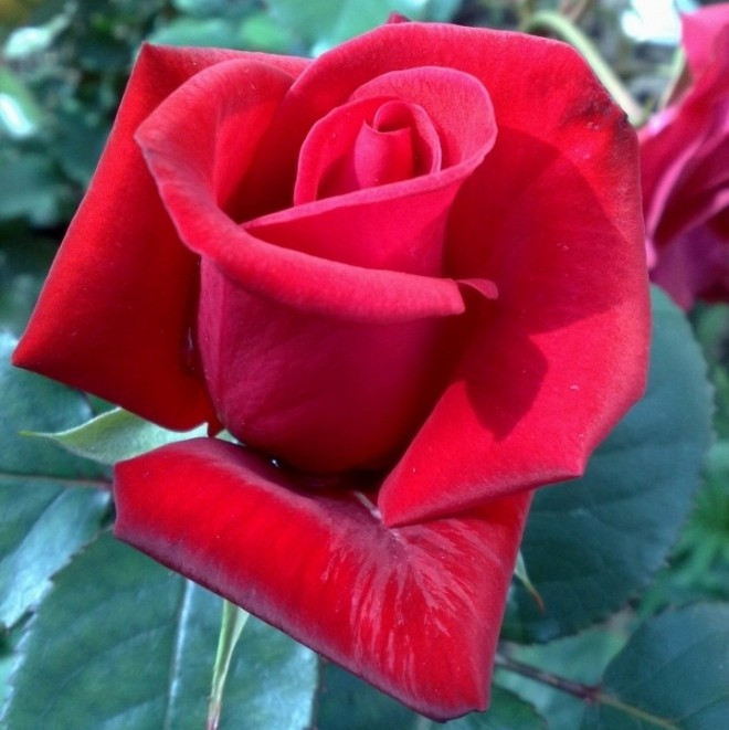 Саджанці чайно-гібридної троянди Кардинал 85 (Rose Kardinal)