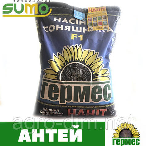 Насіння соняшника Антей +, фото 2