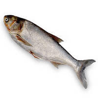 Риба Товстолоб