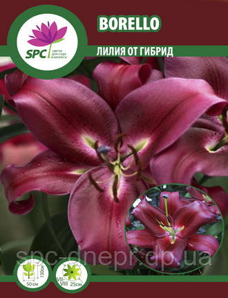 Лілія ВІД гібрид Barrello, фото 2