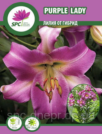 Лилия ОТ гибрид Purple Lady, фото 2