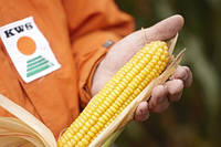 Семена кукурузы Керберос (КВС) ФАО 310