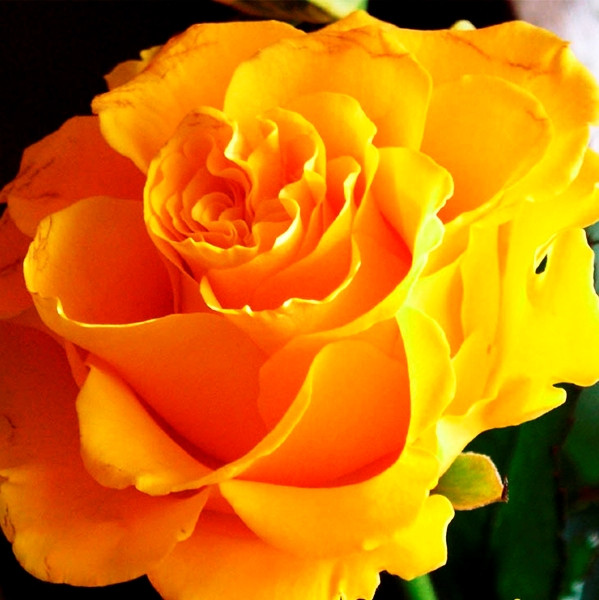 Саджанці чайно-гібридної троянди Сфінкс (Rose Sphinx), фото 1