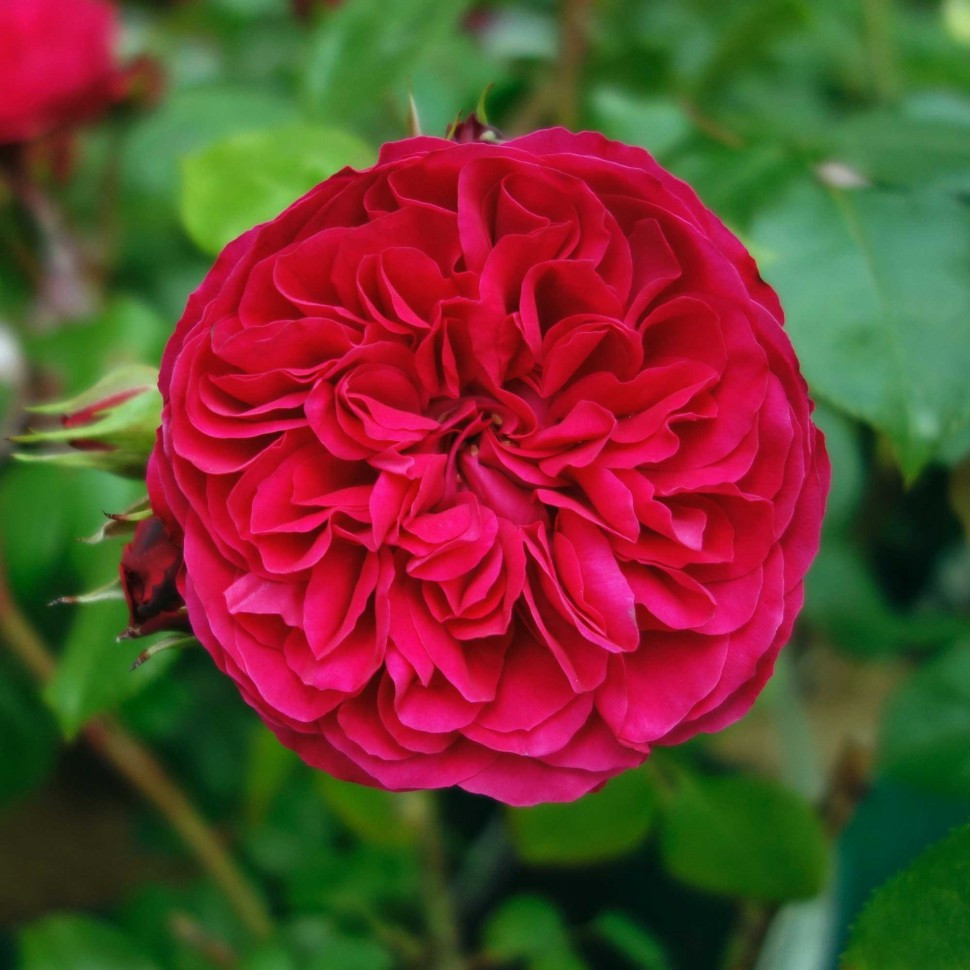 Саженцы розы флорибунда Ред Леонардо да Винчи (Rose Red Leonardo da Vinci) - фото 1 - id-p643687083