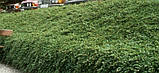 Кизильник Даммера Major - насіння 10шт, фото 5