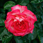 Саджанці плетистої троянди Антик (Rose Antik), фото 2