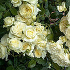 Саджанці плетистої троянди Ельф (Rose Elfе), фото 2