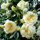 Саджанці плетистої троянди Ельф (Rose Elfе), фото 3