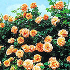 Саджанці плетистої троянди Полька (Polka), фото 2