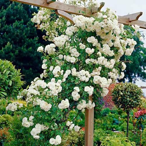 Саженцы плетистой розы Шнеевальзер (Rose Schneewalzer) - фото 2 - id-p642705937
