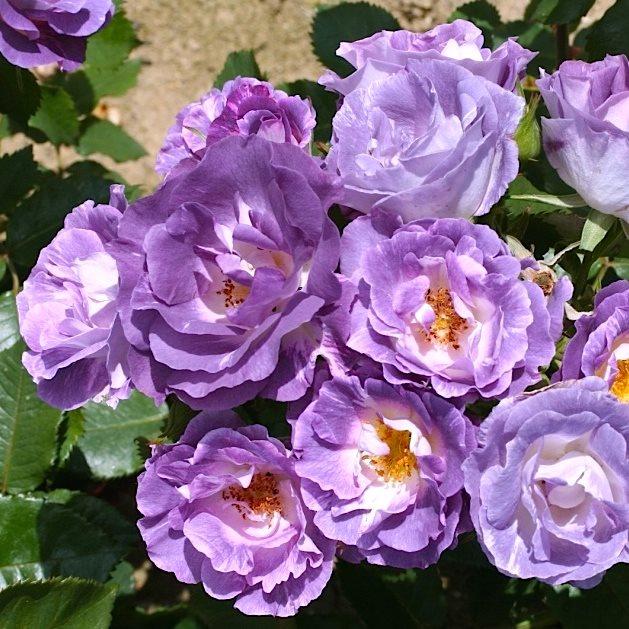 Саджанці троянди флорибунда Блю фо Ю (Blue Rose for You), фото 1