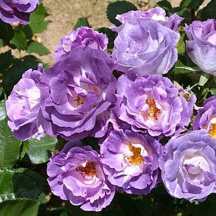 Саджанці троянди флорибунда Блю фо Ю (Blue Rose for You)