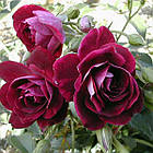 Саджанці троянди флорибунда Бургунді Айс (Rose Red Ice), фото 3