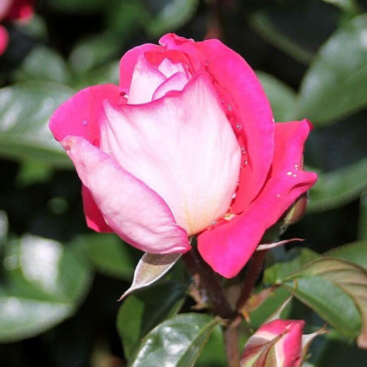 Саджанці троянди флорибунда Хайматмелоді (Rose Heimatmelodie), фото 1