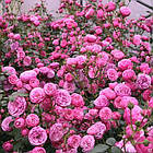 Саджанці троянди флорибунда Помпонелла (Rose Pomponella), фото 2
