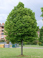 ЛИПА СЕРДЦЕВИДНАЯ (TILIA CORDATA) /Н 2.5 М /НО 14-16 СМ