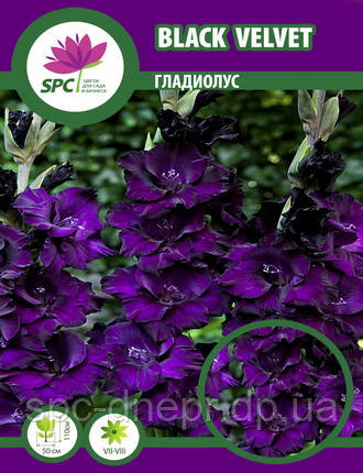 Гладіолус Black Velvet