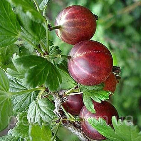 Аґрус Аристократ