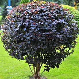 Калинолистник