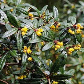 Барбариси вічнозелені