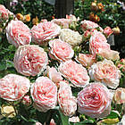 Саджанці троянди флорибунда Марія Терезія (Rose Mariatheresia), фото 2