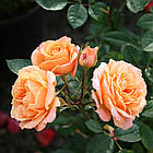 Саджанці бордюрної троянди Клементина (Rose Clementine), фото 2