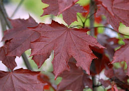 Клен гостролистий Royal Red (привитий) 2 річний, Acer platanoides Royal Red, фото 6