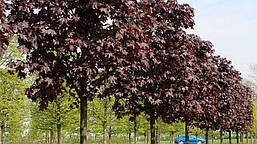 Клен гостролистий Royal Red (привитий) 2 річний, Acer platanoides Royal Red, фото 5