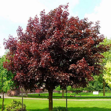 Клен гостролистий Royal Red (привитий) 2 річний, Acer platanoides Royal Red, фото 1