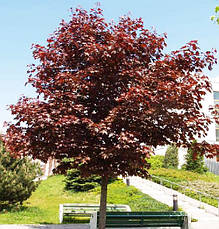 Клен гостролистий Royal Red (привитий) 2 річний, Acer platanoides Royal Red, фото 4
