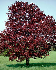 Клен гостролистий Royal Red (привитий) 2 річний, Acer platanoides Royal Red, фото 3