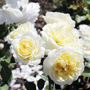 Саджанці ґрунтопокривної троянди Кент (Rose Kent)