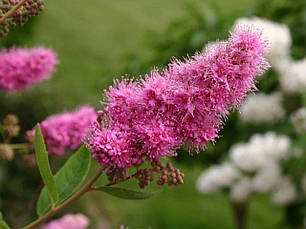 Спірея Білларда Triumphans 2 річна, Спірея Білларда Триумфанс, Spiraea billardii Triumphans, фото 4