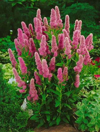 Спірея Білларда Triumphans 2 річна, Спірея Білларда Триумфанс, Spiraea billardii Triumphans, фото 1