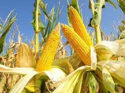 Насіння кукурудзи ТАР 349 МВ ФАО 290